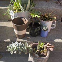 Plants Bundle Sale !! Everything Pictured