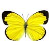 Catherina