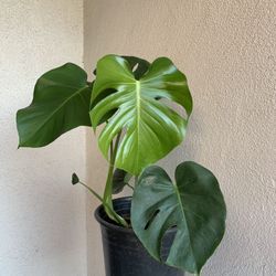 philodendron monstera deliciosa split leaf Swiss cheese plants