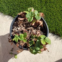 Strawberry Plant