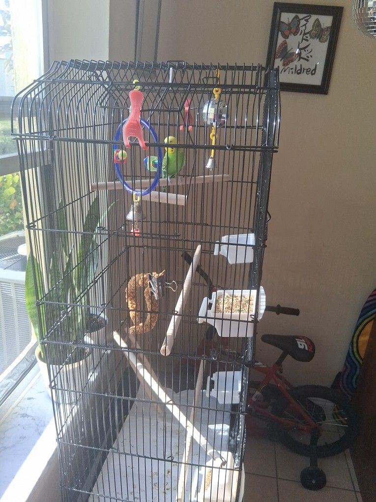 Cage And Bird...Australian Parakeet