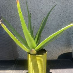 Aloe Vera Plant .