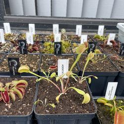 Carnivorous Plant Sale!