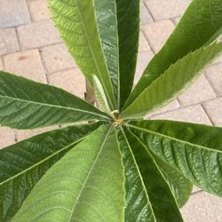 Loquat Tree