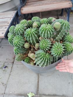 CACTUS PLANT/ $100 / NELLIS BLVD AND CHEYENNE AVE