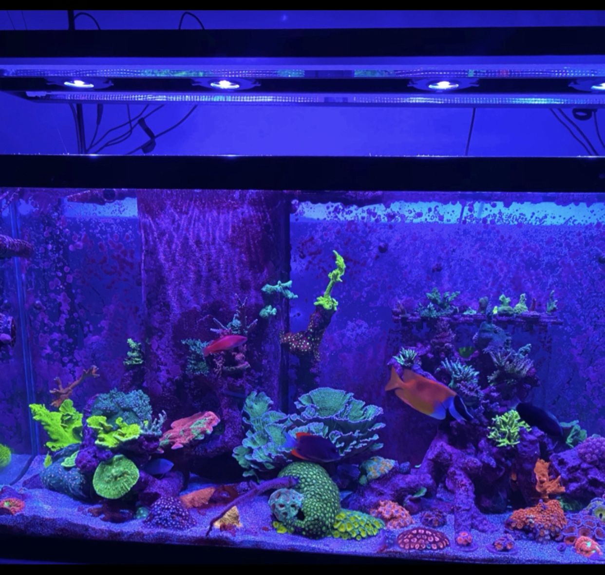 5 Kessil A360x Tuna Blue 2 Spectral ControllerX