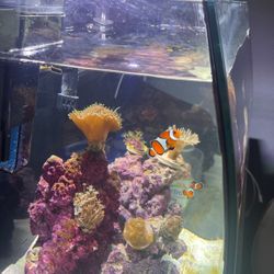 Fish Tank 