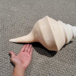 Horse Conch Polished