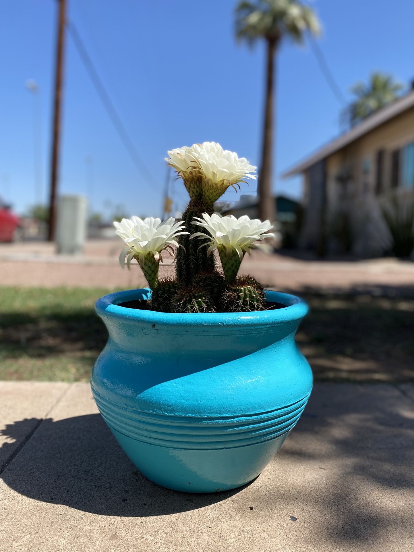 Torch Cactus Trichocereus Grandiflorus Plant