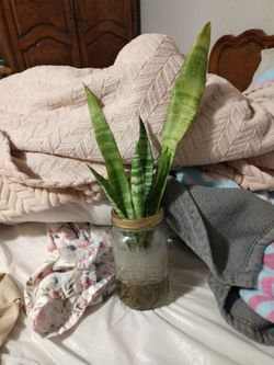 Snake plant