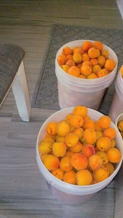 Apricots, chavacano