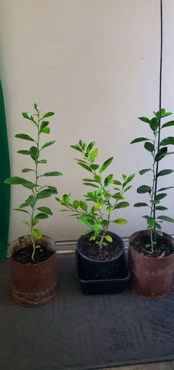 Plantas- limoneros