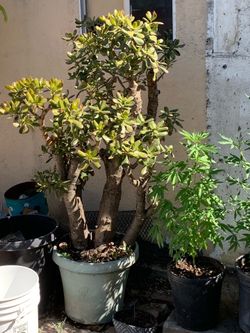 money tree