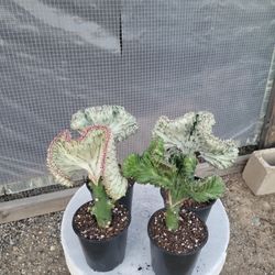 Mermaid Tail Cactus Plant 4"  Nursery Pot $7 Each