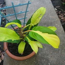 Thai Sunrise Philodendron Tropical Plant