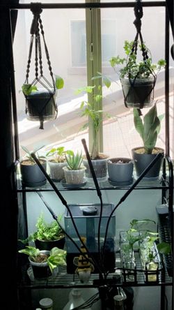 Plant Stand