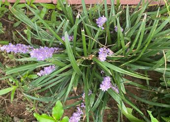 🌿 LIRIOPE — 4 PLUGS FOR $13