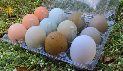 Fresh Eggs Alvin