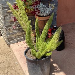 Fern