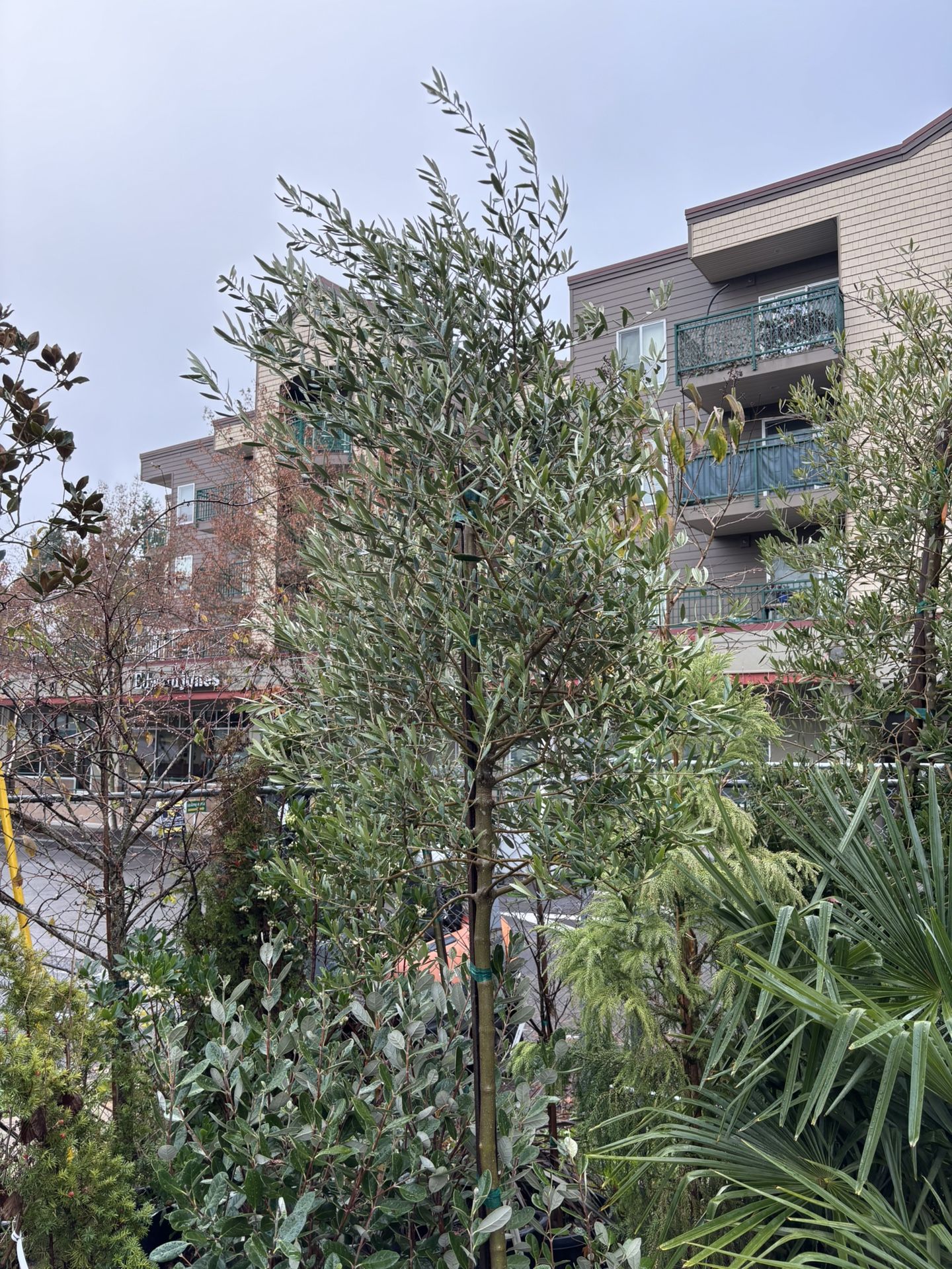 European fruiting Olive Std. Tree Form 15gal. Olea Europaea ‘Mission’