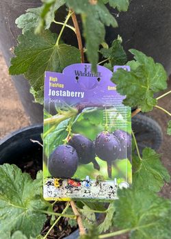Gooseberry plant