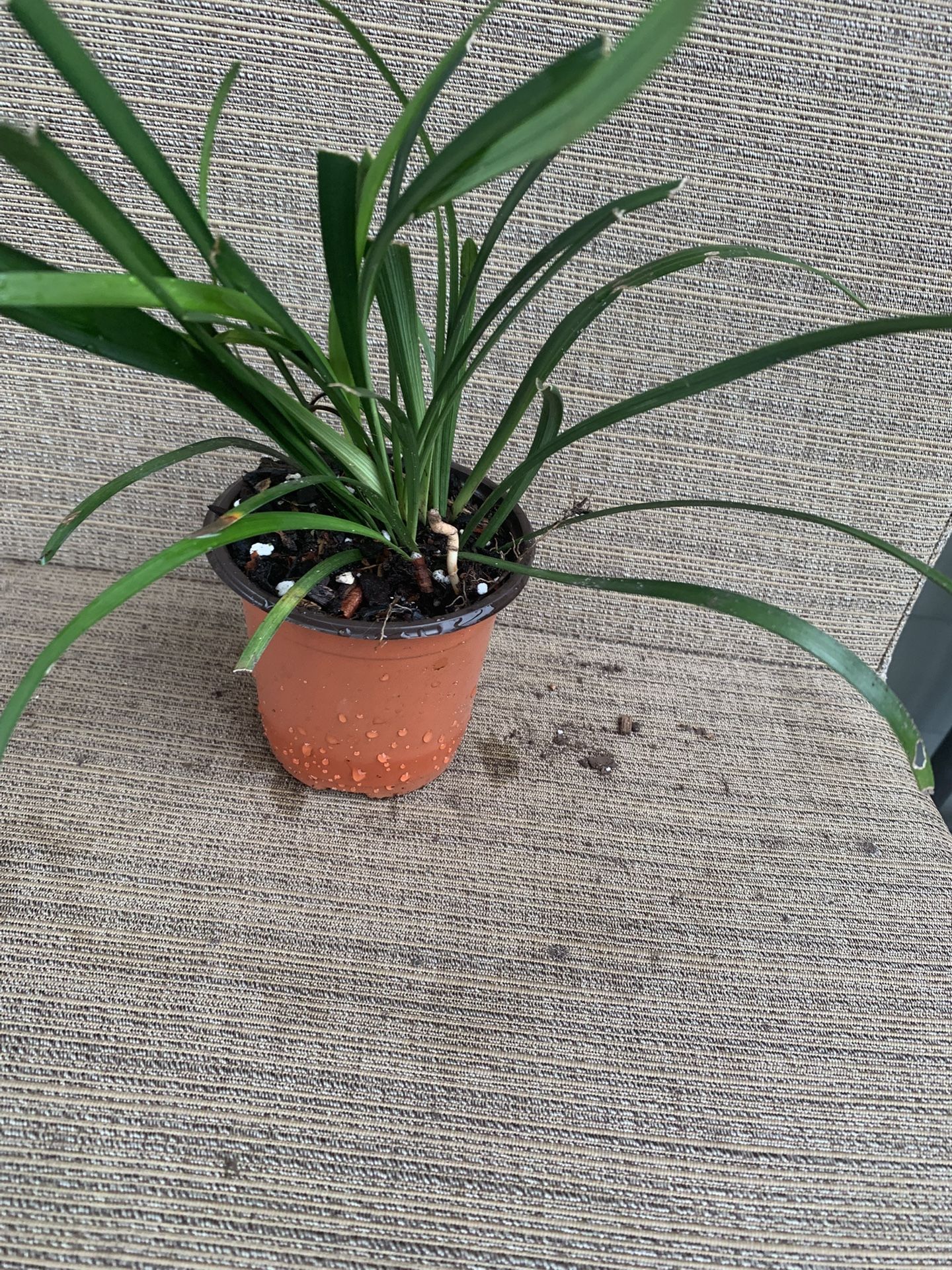 Small Pot Of Purple Flowering Liriope Plant Dark Green Leaves, Perennial Comes Back Each Year, Full Sun To Shade, Easy Care