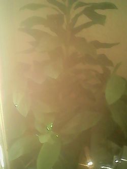 Fake plant