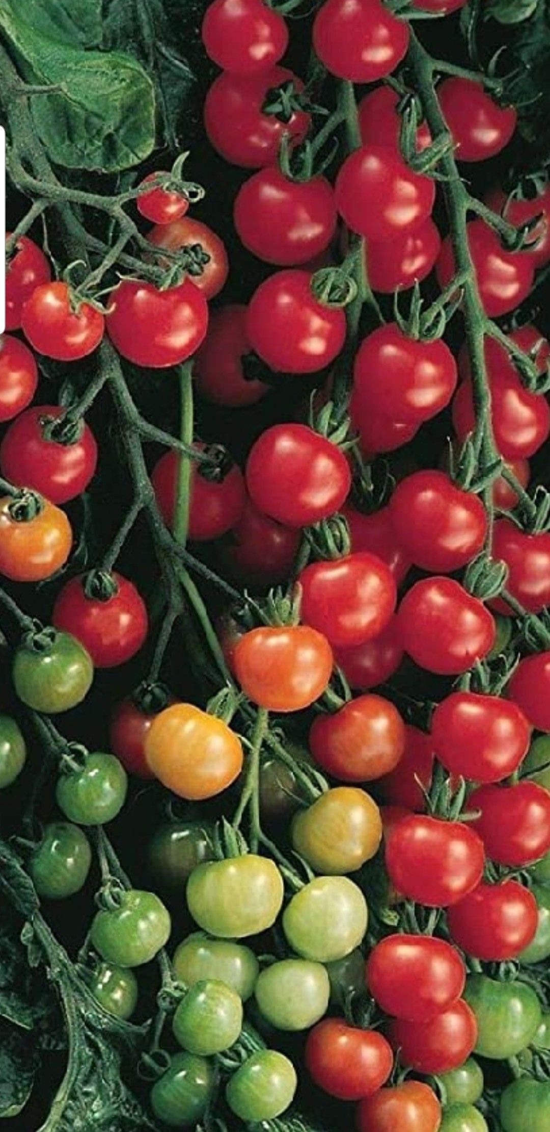 Large cherry tomatoes plant in a week you will eat organic tomatoes 10-inch Grower P-