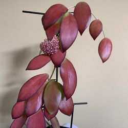 4” hoya mindorensis red ( first pic is example )