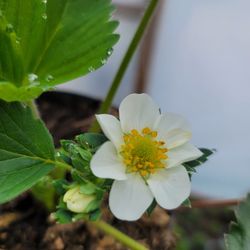 Organic strawberry plant  Each $10