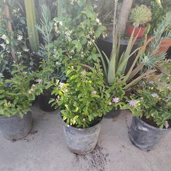 Grewia Lavender Star