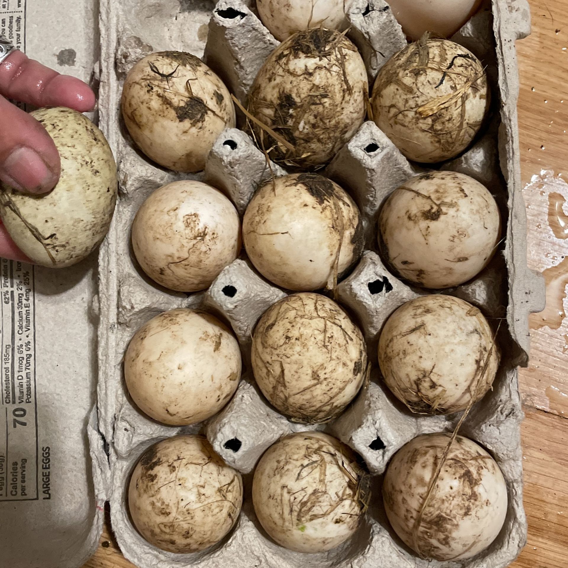 Dozen Duck Eggs