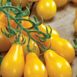 Heirloom Yellow Pear Tomato Plants
