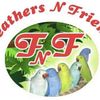 Feathers N