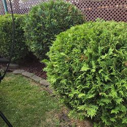 FREE Arborvitae Shrubs