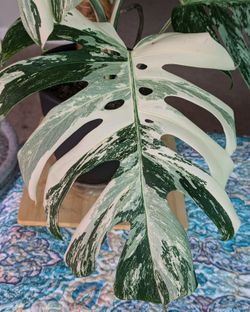 Rare Monstera Albo "White Tiger" for Sale in Nashville, TN - OfferUp