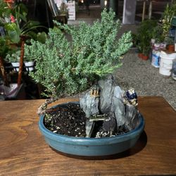Japanese juniper bonside tree big 
