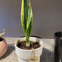 Snake Plant