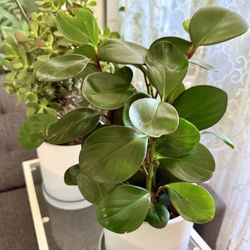 💙GORGEOUS Red Edge Peperomia🙏Pls Read Description