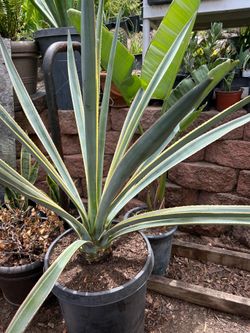 Agave