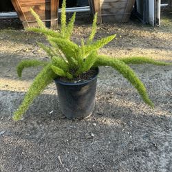 Foxtail Fern