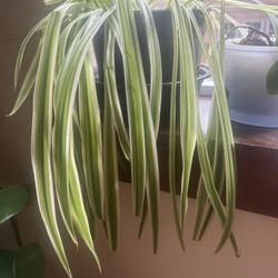 Spider Plant