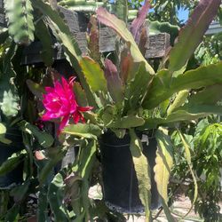 Flower Plant For Sale