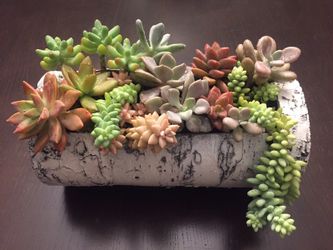 Succulent Arrangement