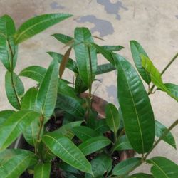 Natural Organic Mango Tree