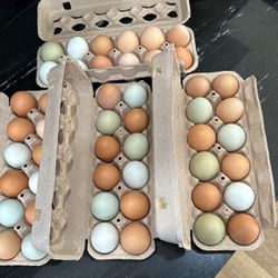 Fresh Organic Eggs Every Day