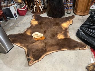 Brown bear rug taxidermy mount