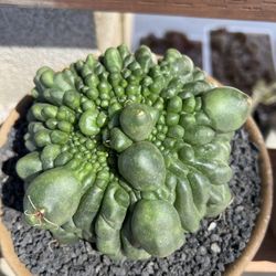 Rare Gymocalycium Baldianum Cactus Imported