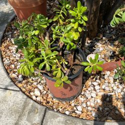 Jade Flower , Small One  $15