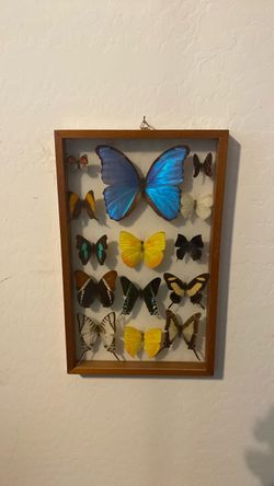 Butterfly collection